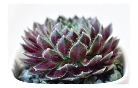 屋頂長生花|多肉紫牡丹Sempervium tectorum